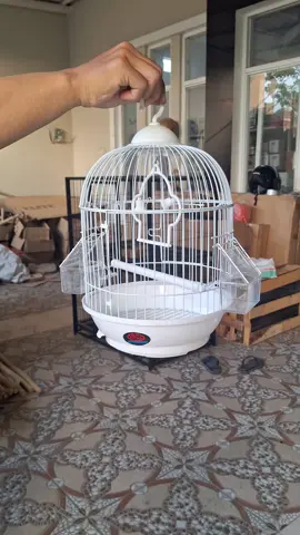 Kandang Kecil Mungil untuk Burung Kecil #soloparrot  #parrot  #burungparrot  #parkit #lovebird