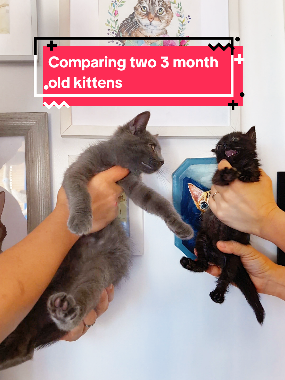 Just two 3 month old kittens. #babycorncat #kitten