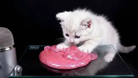 #asmr #slime #satisfying #kitten #ai 