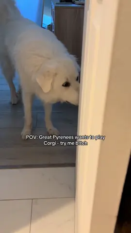 #corgi #greatpyrenees #dogsoftiktok 