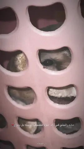 ماذا جرا في ذالك اليوم💔💔#اللهم_عجل_لوليك_الفرج #اللهم_لك_الحمد_ولك_الشكر #دارالـبـكاء #هوو_علي_فقط #شهرمحرم_الحرام #شهرمحرم_الحرام #ياعلي_دخيلك #عبدالله_الرضبع_ابن_الامام_الحسين #يايمه💔💔 #البومه_ناعيه_الحسين #حزن_الجنوب #بسم_الله_الرحمن_الرحيم 