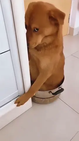 Dog made mistake and get punished #fypシ゚ #pet #viral #foryou #foryourpage #dog #doggy #puppy #dogoftiktok #doglover 