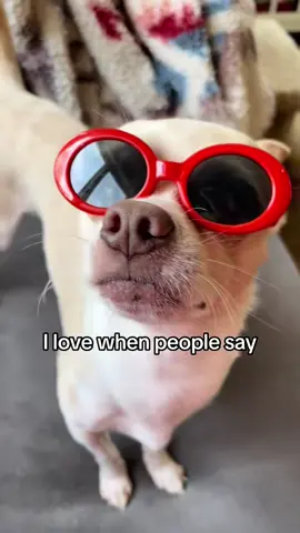 #dogs #chihuahua #dogsoftiktok #chihuahuastiktok #Summer #frankie #summerlife #chihuahuagang 
