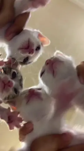 Requestnya @Yumna, ini kucing bukan tikus ya 😭🙏🏻 #bestie #bestiesforever #cat #babycat 
