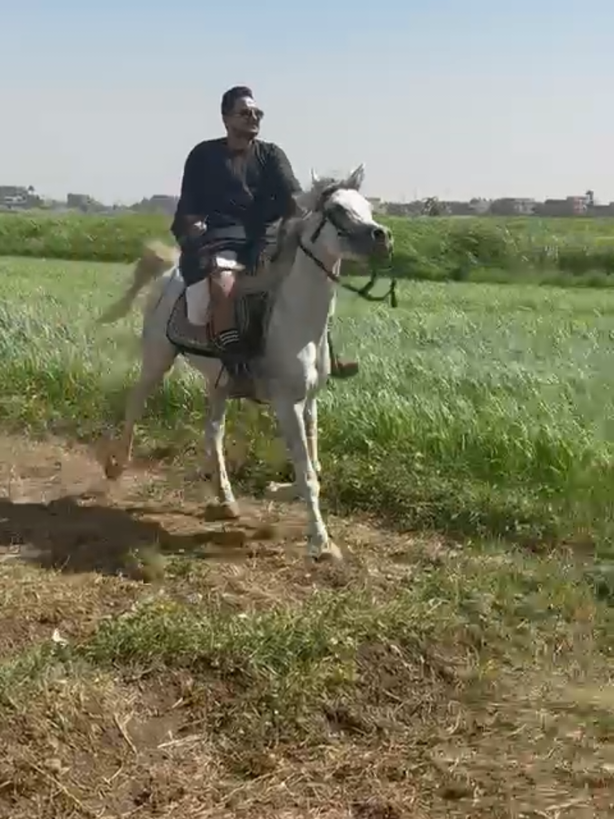 عز نفسك @مداهم777 #مداهم #مداهم٧٧٧ #مداهم777 #كتيبه777 #سوهاج 