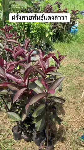 ทางสวนมีฝรั่งหลากหลายสายพันธุ์จร้าาา #เกษตรผสมผสาน #ผู้หญิงทําสวน 