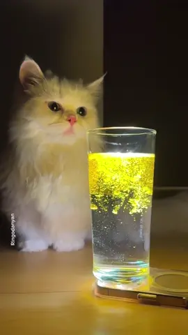 Mango impressed by magic🤩 #cute #cat #catsoftiktok 