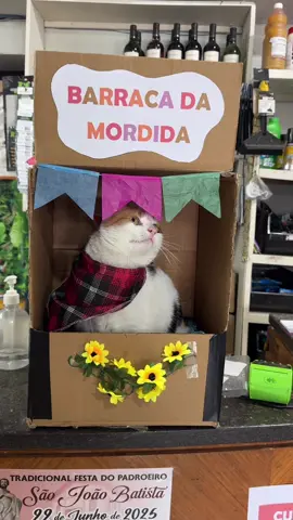 Quem teria coragem de ir nessa barraca? #gatos #humor #festajunina 