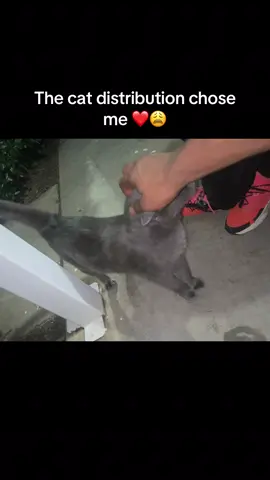 I just love it when the distribution system delivers early ❤️🙌🏽 #fyp #cats #catdistributionsystem #catsoftiktok #greycat 
