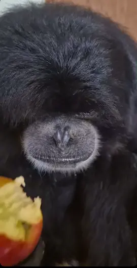 Şunu bir insan yapsa kavga çıkar ama bunun çatır çatır şapırdatarak yiyişi bir başka..                          #elma #şapırdatma #maymunlar 