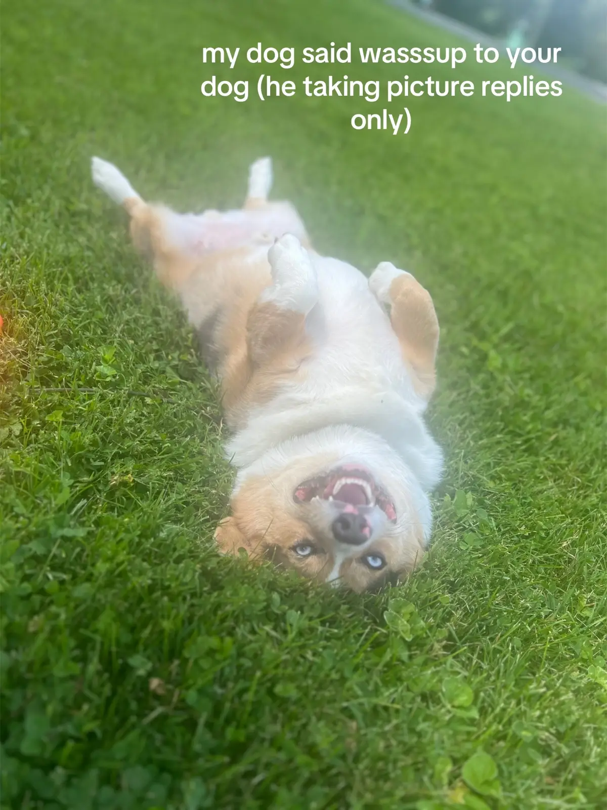 cutest corgi in the world 🌎 #fyp #corgi #corgisoftiktok #bigback #foryou #dogsoftiktok #fypシ #trending #viral 