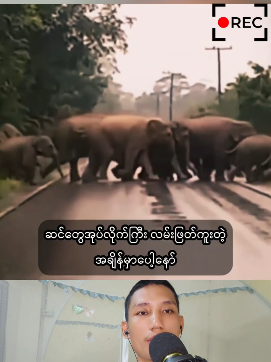 #Elephant 🐘😍😍 #foryou #foryoupage #myanmartiktok🇲🇲🇲🇲 #tiktokmyanmar 