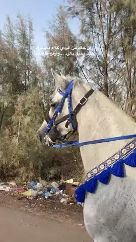 #نجران_الان #خيل_عربي_اصيل #foryoupage #مالي_خلق_احط_هاشتاق 