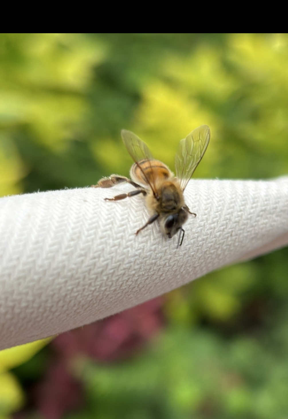 Me cayó bien 🤍🐝  cuando parece que la voy a catapultar, fue porque perdí el equilibrio, no quería catapultarla.  #bees #abejas #insectos #bugs #nature #beauty #naturaleza #respectnature 