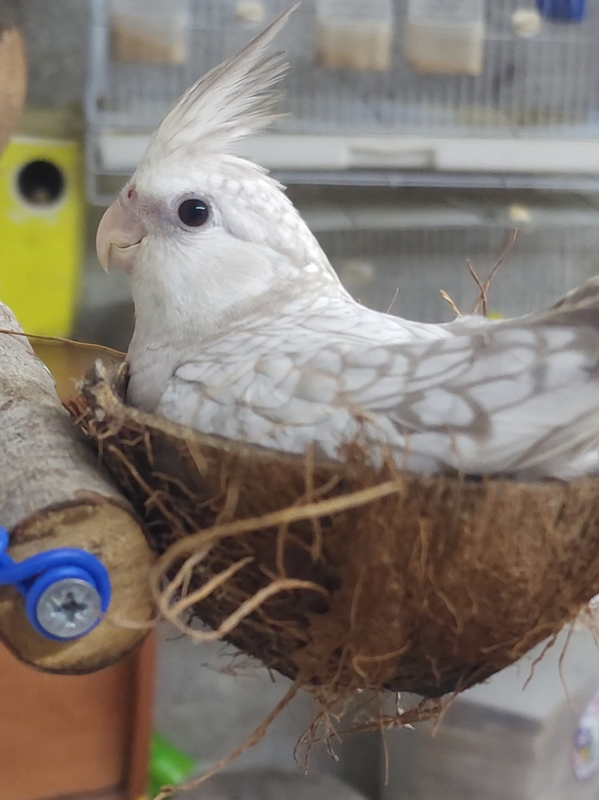 #كوكتيل #كروان #عصافير #ببغاء # #توكي#طيور_الزينة #روز #تغريد # #jaco🦜 #parrot #bird#прикол  #cockatiel #корелла #Viral 