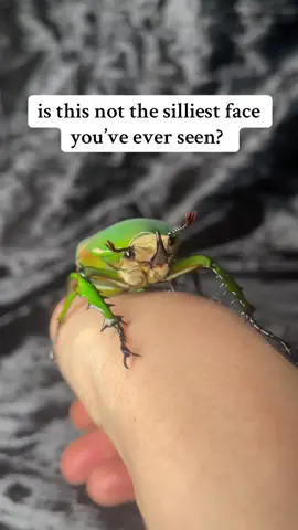 Spork … I love you !!!  his lil beard 🥹  #bugsoftiktok🐜🐌🐛🦗 #entomology 