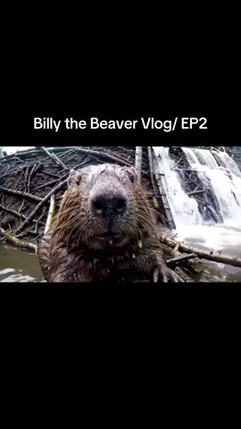 Billy th Beaver Episode 2 #veo3 #aivlog 