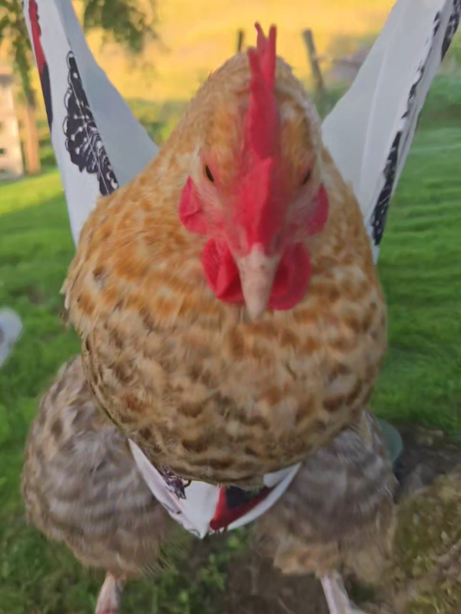 #chicken #swing #makeup #prettylittlebaby #fyp #fypシ #backyard #redneck #Outdoors #funny #noanimalswereharmed #animals #funnyvideos #funnyanimals #viral #swingingtomusic #swingingchicken #swinging #lipstick #nailpolish #boys #girls #tennessee #country #farmlife #farmthings 