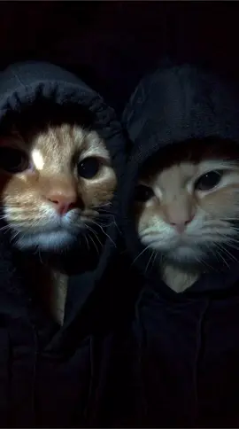 #rap #ai #catlover #cat 