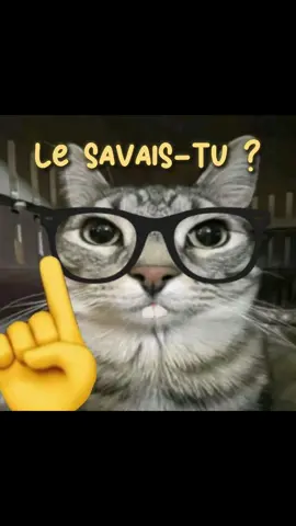 le savais-tu ?… 🤓☝️ #lakaka #humour #lesavaistu #catmemes #brainrot 