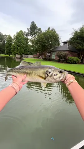 When using the split ring trick with buzz baits, speed clips allow for quick bait changes! #topwaterco #speedclips #bassfishing #catchingfish #fishingtips #fishinggear 