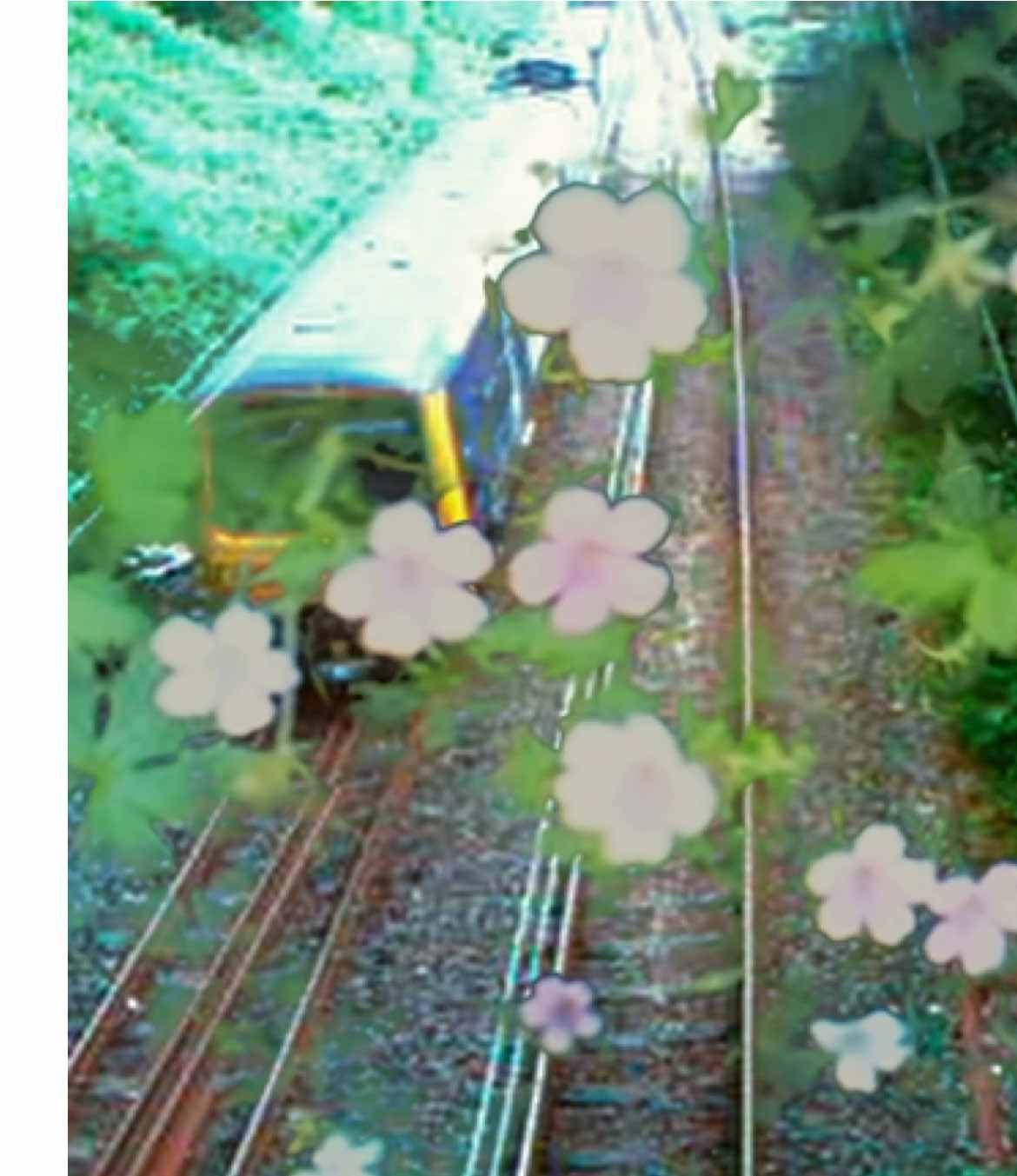 flowers and scene experiment 6 ❀ video and music by me  ✰ #digitalcamera #digicam #nostalgia #memories #videodiary #dream  #experimentalfilm #nature #nichetok #hopecore #videoart  #ambientmusic