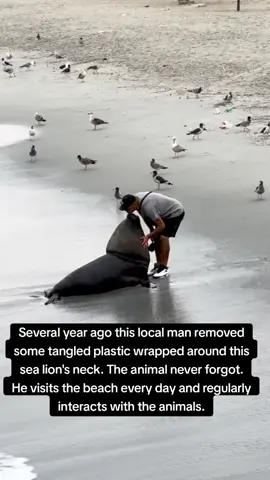 Several year ago this local man removed some tangled plastic wrapped around this sea lion's neck. The animal never forgot. He visits the beach every day and regularly interacts with the animals 📍Chile