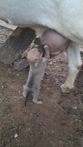 chupando como loco @Elaine Teixeira 