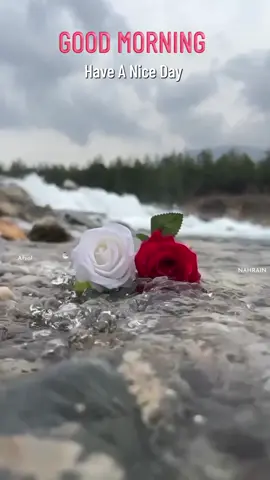 💔തനിയെ തുടങ്ങുന്ന യാത്രയാണ് ജീവിതം..  💔വഴിയിൽ പലരും കൂടെ കൂടും ചിലർ ചിരിപ്പിക്കും...... 💔ചിലർ കരയിപ്പിക്കും ചിലർ സഹായിക്കും........  💔പക്ഷെ യാത്ര അവസാനിക്കുമ്പോൾ വീണ്ടും  നമ്മൾ തനിച്ചാവും            💔അതാണ് ജീവിതം.. ശുഭദിനം🌹🌹🌹 #goodmorning #morningvibes #صباح_الخير #hindisong #Love #feelings ##lovesongs @Annet Kalappurakkal 