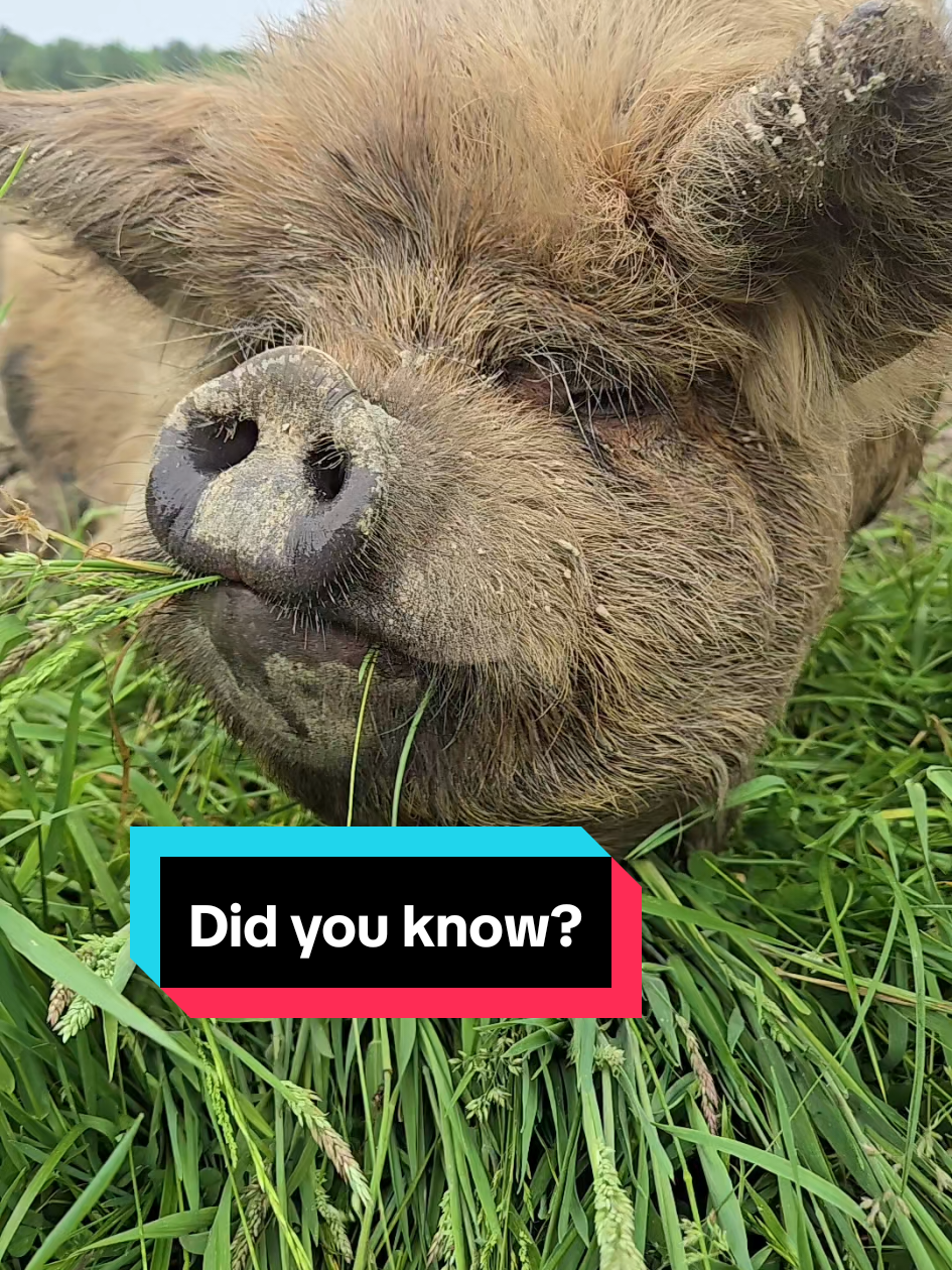 Did you know? #EggsistentialFarm ###EggsistentialFarmKunekune #kunekunepig #kunekunepigs #DidYouKnow 