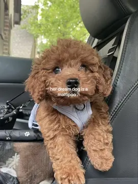 THEY ARE SO CUTE #maltipoo requested by: @alessandra 