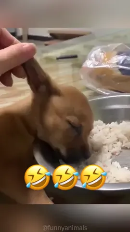 Part 08 | Tag a friend who needs a laugh today 🤣 #funnycat #funnydog #funnyanimals #funny #pets #sleepingdogs #animals #cat #funnyvideos😂 #catsoftiktok #dogsoftiktok #funnypets #viralvideos #fyp #foryoupage 