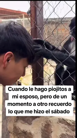 #cariñitos #esposo #piojitos #cabellosaludable #monito #enojada #recordaresvivir #furiosa #castigado #parejastoxicas #larosadeguadalupe 