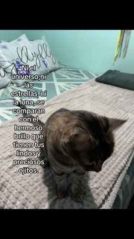 #fyp #fypシ゚ #indirectasmuydirectas #pareja #sentimientos #pareja #paratiiii #viraaal #tiktokviral #p #chile #indirectas #compartidos #foryoupage #amor #cat #gato 