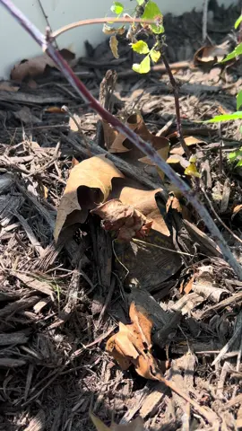 Jelly Bean - Hide and Seek Champion and Master of Camouflage! 🐢 #turtle #boxyurtle #PetsOfTikTok 