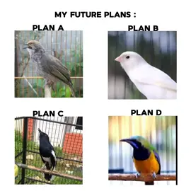 #fyp #foryou  #kicaumania  #kicaumaniaindonesia  #burungkicau  #hobiburung  #cucakrowo  #kenari  #kacer  #cucakcungkok  #burungkicau #burungmasteran 