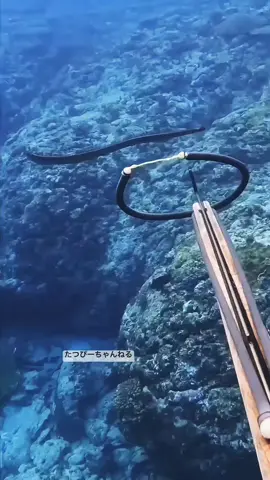 Spearfishing tiktok  #fishingtiktoks #spearfishing #fishing #fishinglife 
