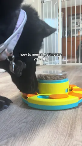 This dog puzzle feeder turns mealtime into a brain game. It slows down fast eaters, challenges your pup mentally, and adds enrichment to their daily routine. A must-have for smart, active dogs. #DogPuzzleFeeder #DogBrainGame #SmartDogPlay #DogEnrichmentToy #PuzzleFeeder #SlowFeederBowl #DogDailyRoutine #PetTok #DogParentLife #BoredomBusterForDogs 