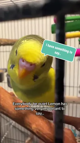 Shhhh 🤫 .. Follow me for more content!! 🍋😂💛 #Tatcha #fyp #swinging #viral #budgies #budgiefacts #parakeet #parakeetfacts #budgie #budgiesoftiktok #relatable #🔥🔥 #birb #parakeetsoftiktok #fyp #viral #fyp #birds 
