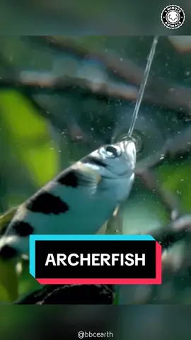 Archerfish 🐟 It SPITS Like a Sniper! #archerfish #fish #fishinglife #animalsoftiktok #animalsworld #wildanimals 