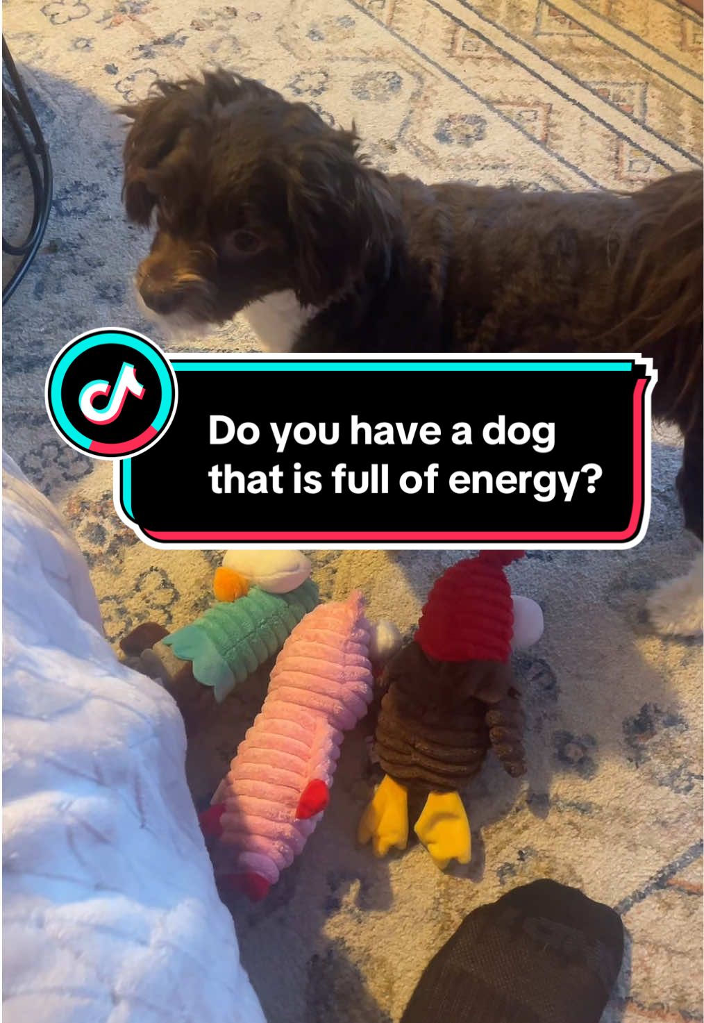 A dog full of energy? No problem! #dogtoys #playtime #barnyardanimals #dogs #dogsoftiktok #animals #dog #pet #dogtoy 