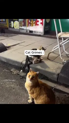 🐱🐱 #rickgrimes #twd #twdsurvivalchallenge #twdedit #twdmeme #twdcore #core #negan #daryldixon #rickgrimescore #hbo #memestiktok #viralvideos #fypシ゚ #tvshow 