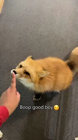 Clingy fox🦊🦊#fox #foxes #cute #fyp #fypシ #foryou #foryoupage #funny #funnyvideos #funnytiktok #clingypet 