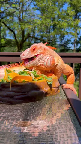 Beautiful Tam having breakfast 🧡 #reptile #iguana #lizard #orange #pet #animalfriend 