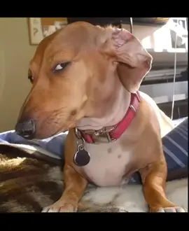 #dogs #dog #dogsoftiktok #dogsofttiktok #doglover #dogtok #pets #PetsOfTikTok #animals #fyp #fypシ #explorepage #explore #explorepage✨ #viral #influencer #trending #contentcreator #funny #humor #comedy #memes #reaction #photos #viralvideo #viraltiktok 