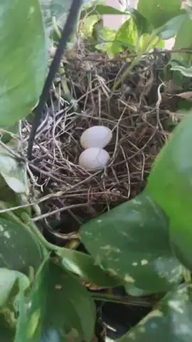 again.  my little dove nesting in my plants on the balcony.  I thought I was going to have squirrels nesting for a while there.  she's beautiful 🧡🧡🧡🧡🪶🪶🪶🐻‍❄️🐢