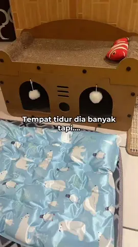 tempat tidur dia banyak,tapi.... #catlover 
