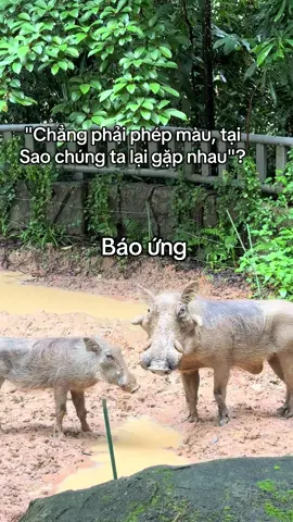 Tại sao chúng ta gặp nhau ?#GreenCreator #Vinpearl #VinpearlGolf #VinWonders #WonderSummer2025 #dulich #vinpearlsafariphuquoc #dongvathoangda #safariphuquoc #trending #xhtiktok #PhuQuoc #fypシ゚ 