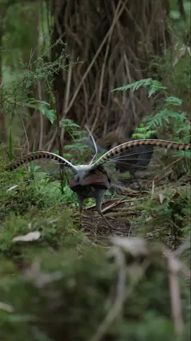 Two lyrebirds, one mound 🪶 There wasn’t much light when I was filming this so the image isn’t great. Pretty stoked with how clear the sound is though!  First bird is one of my regulars, Ninja (6 year old male - almost mature). The second bird has such a scrappy tail. We think he might’ve been attacked and now the tail won’t grow properly. He’s been like this for about 5 years apparently!   #lyrebird #bird #birds #wildlife 