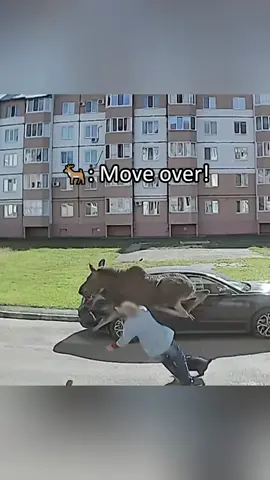 Funny Deer #deer #deers #funnydeers #fyp #foryou #pet #pets #PetsOfTikTok #deersoftiktok #deerslover #us